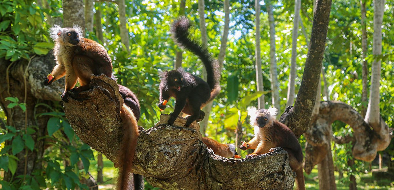 Lemurs in Madagascar