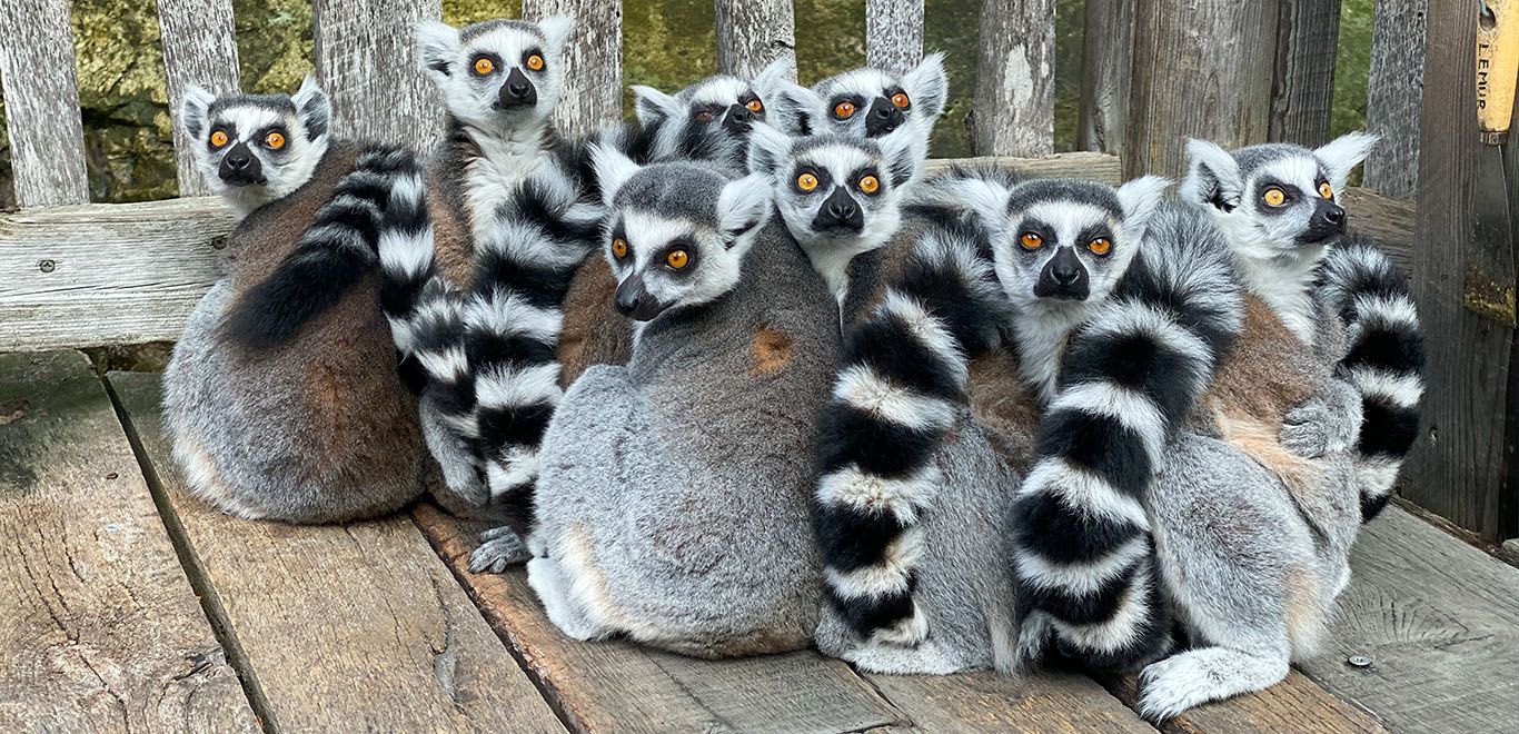 A conspiracy of Lemurs