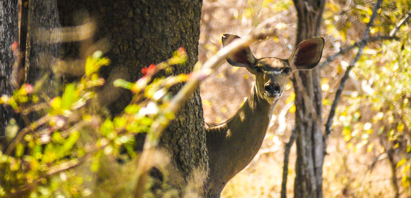 Bushbuck in Liwonde National Park Malawi