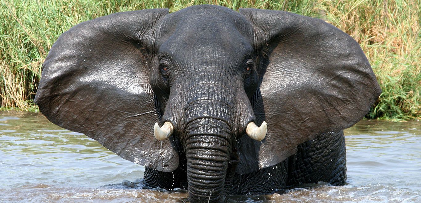 Elephant in Liwonde National Park