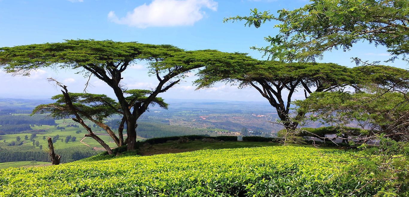 Acacia abyssinica (flat top) trees in Malawi