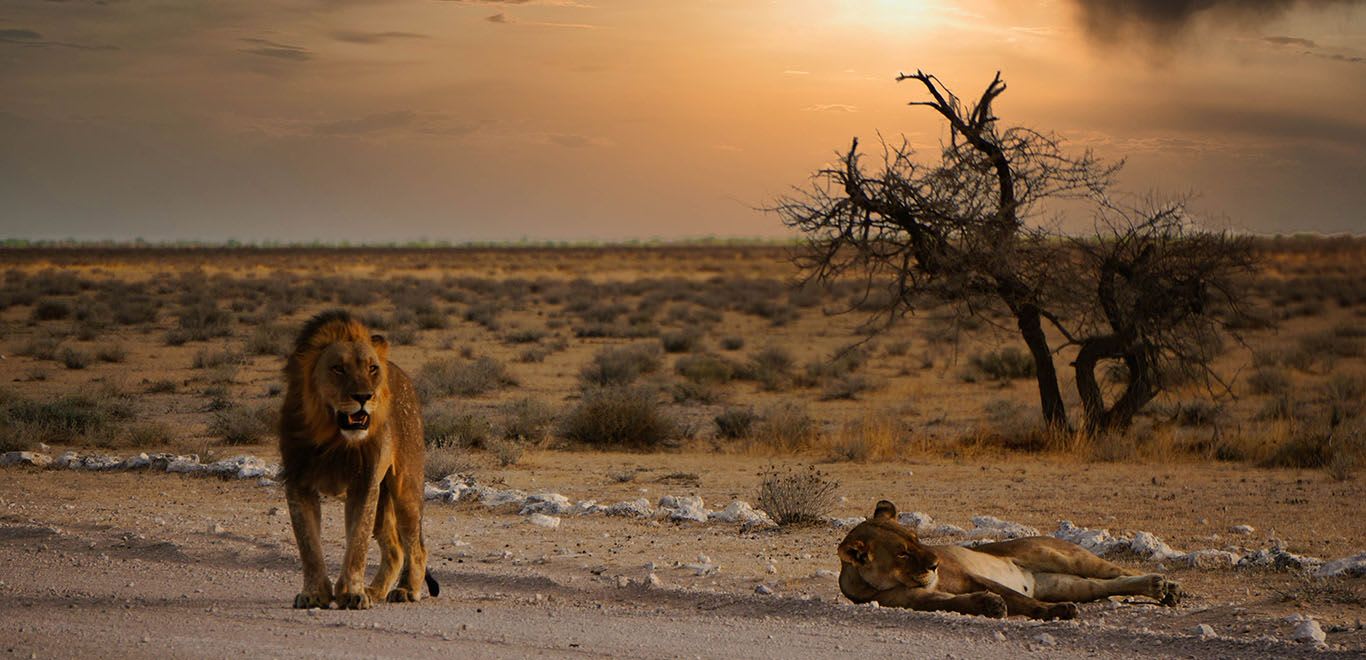 Lions of a road in Namibia