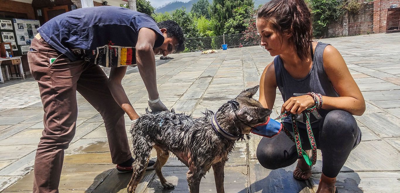Two people washing a dog in Nepal