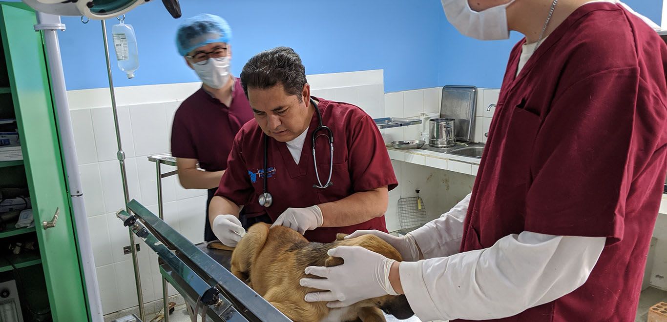 Veterinary Dog Clinic in Peru
