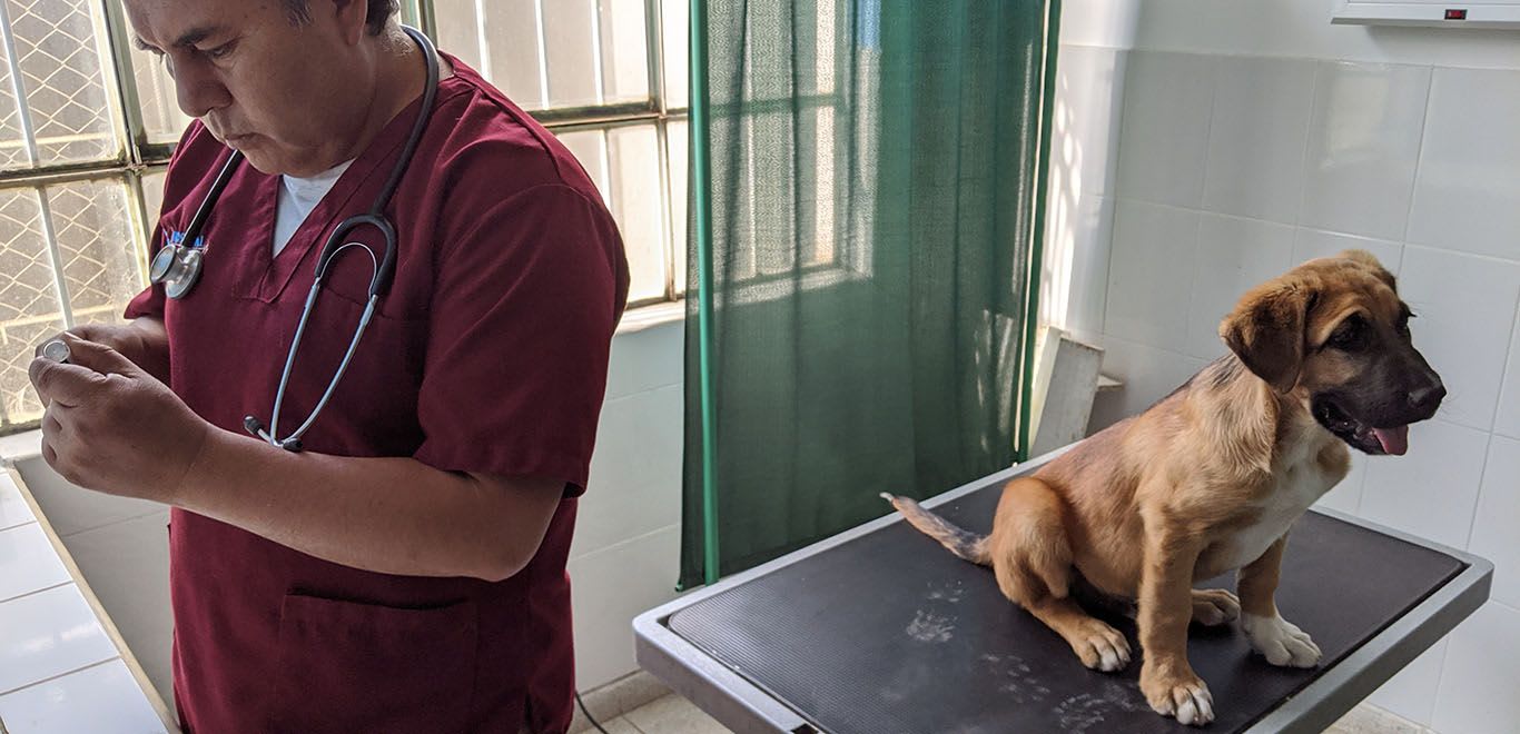 Dog getting a vaccine injection in Peru