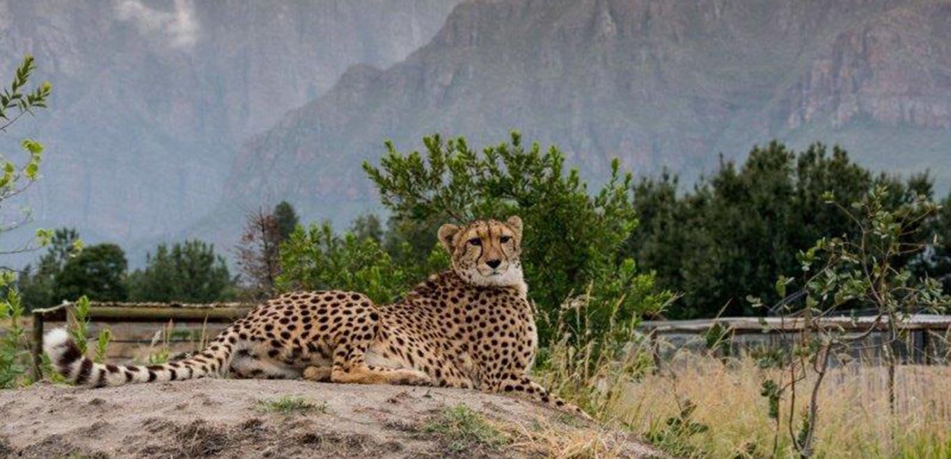 Cheetah in South Africa