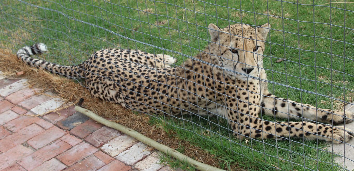 Cheetah Conservation in South Africa
