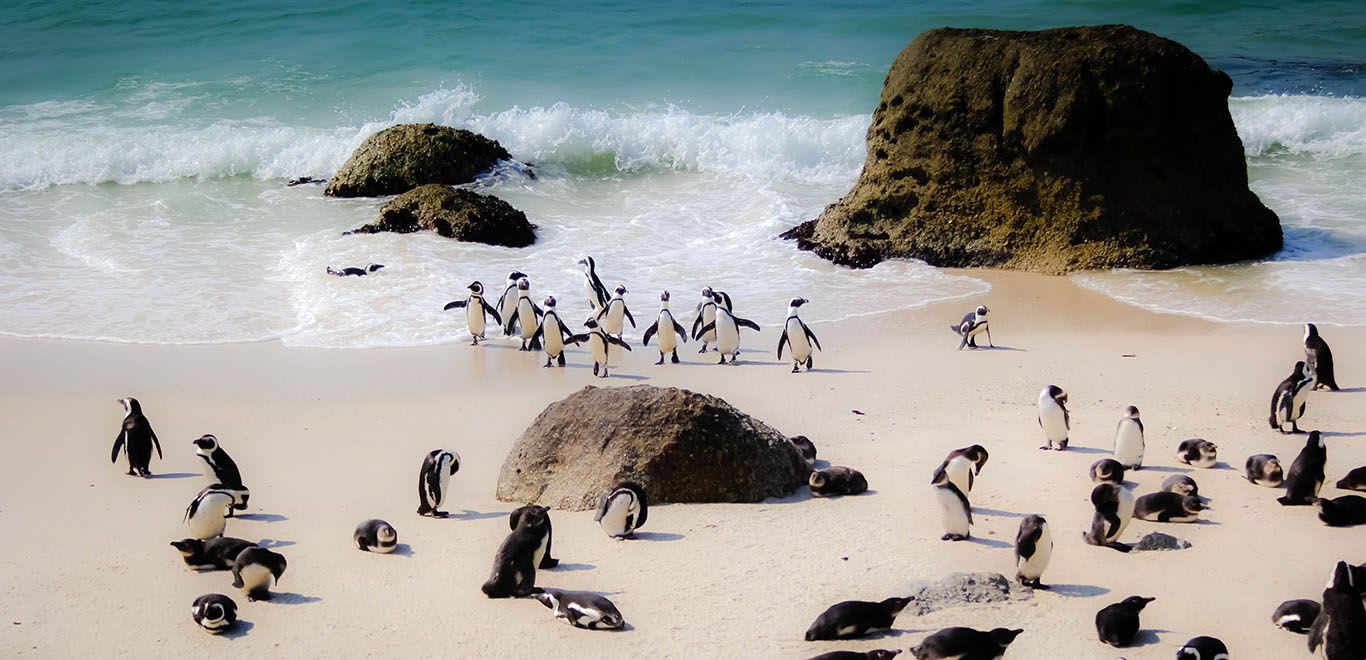 Penguins in Cape Town, South Africa