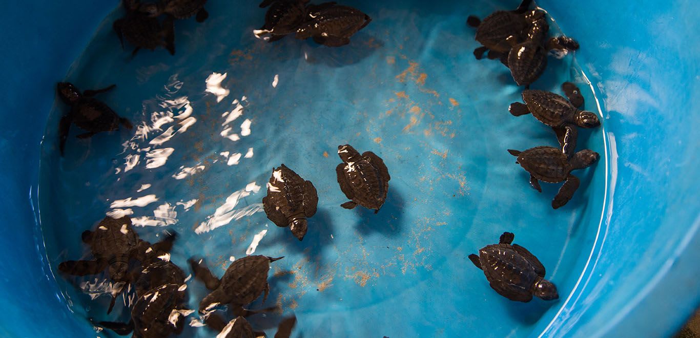 Turtle Hatchlings in Sri Lanka