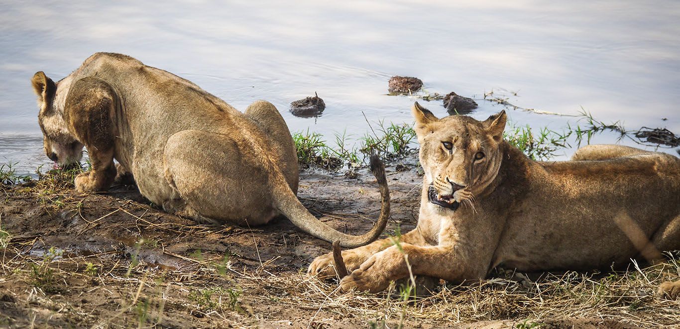 Lioness in Tanzania
