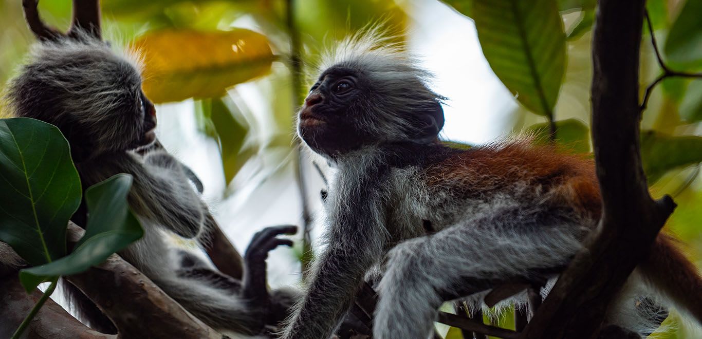 Monkey in the forrest in Zanzibar