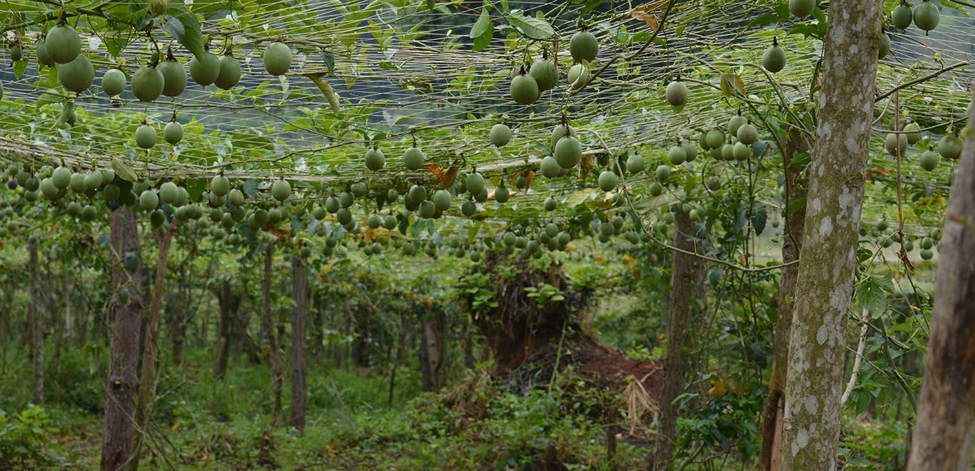 Vegetable farm in Uganda