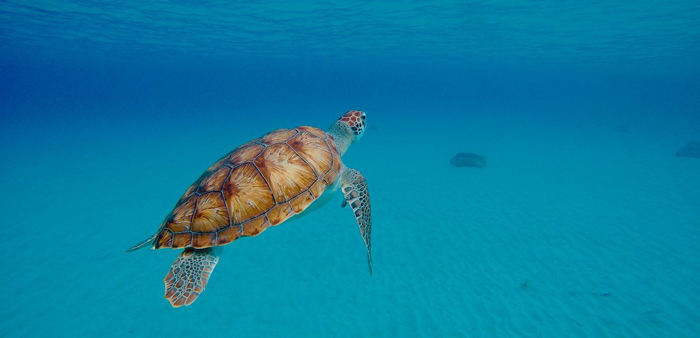 Turtle in Costa Rica