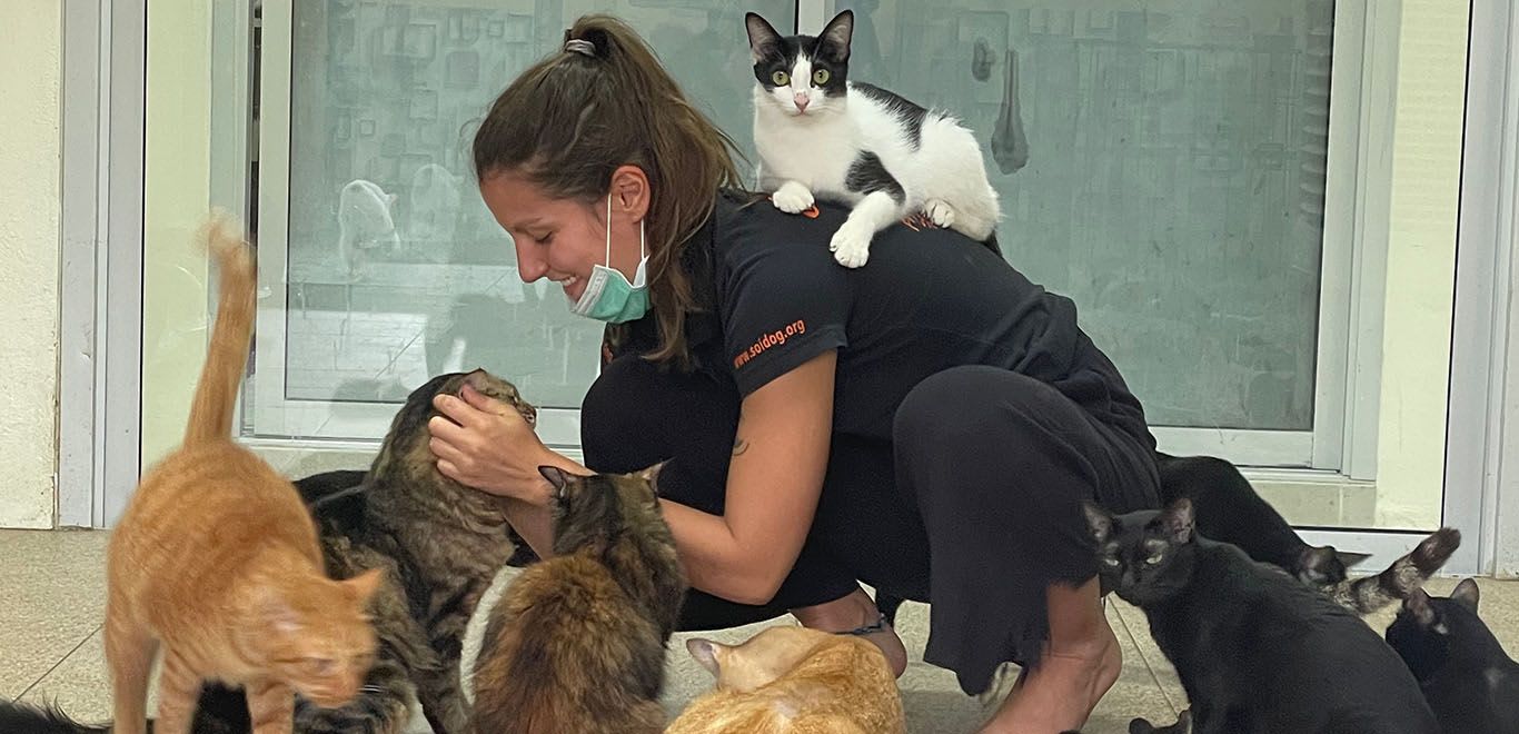 Volunteer with cats at Soi Dog