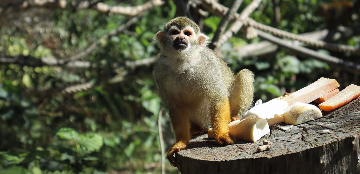 Guianan Squirrel Monkey 