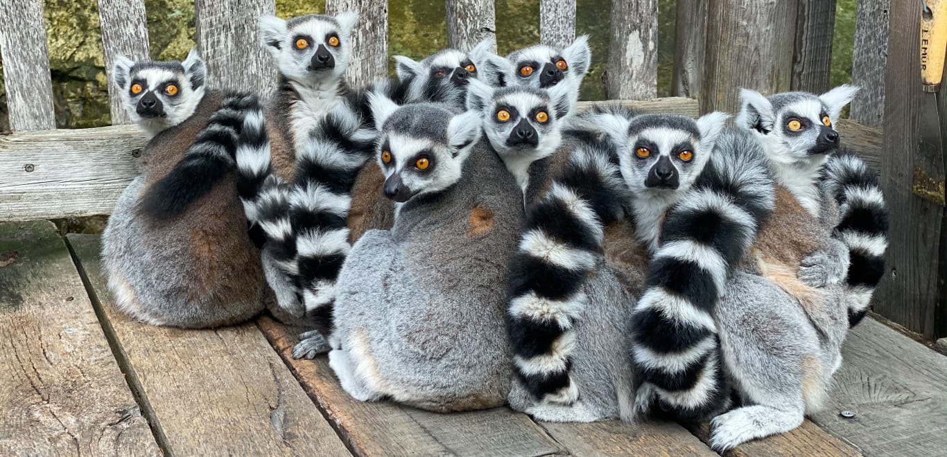 Lemurs in Madagascar