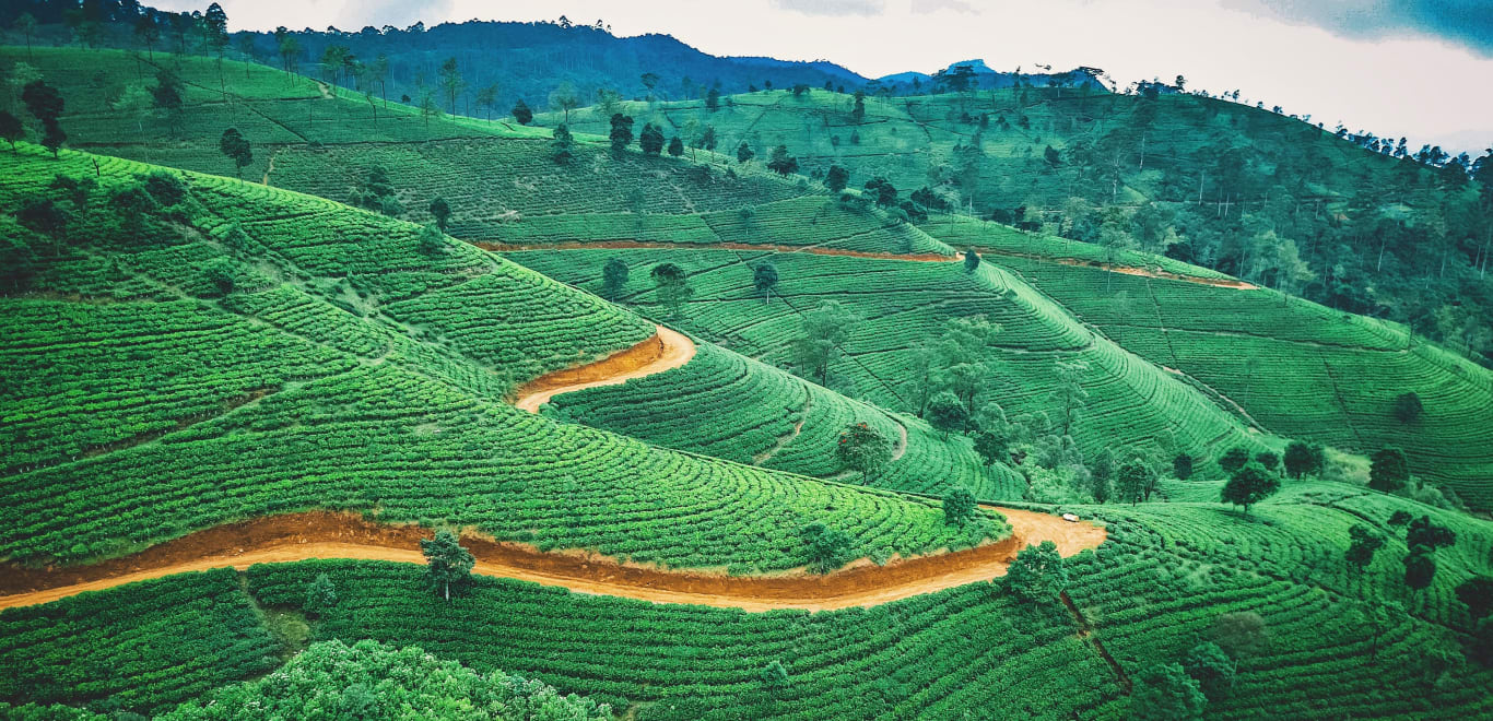 Sri Lanka - Tea plantation