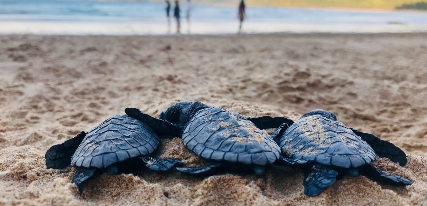 Turtle Hatchlings in Duli Beach, Palawan, El-Nido