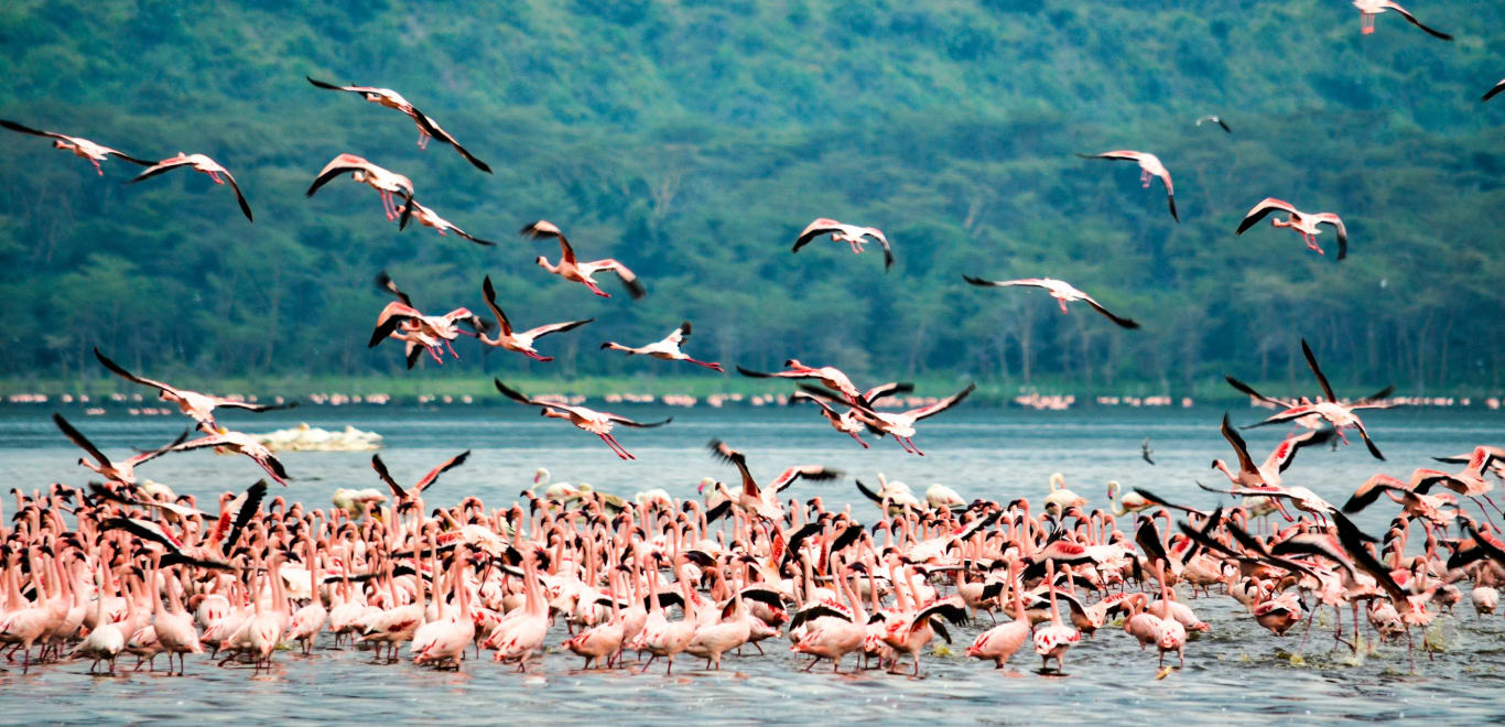 Flamingos in Nakuru, Kenya