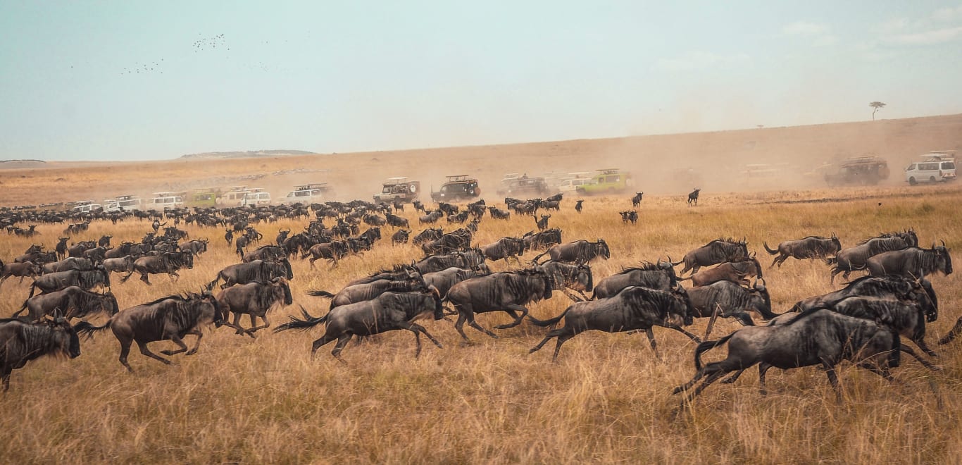 Migration in Masai Mara