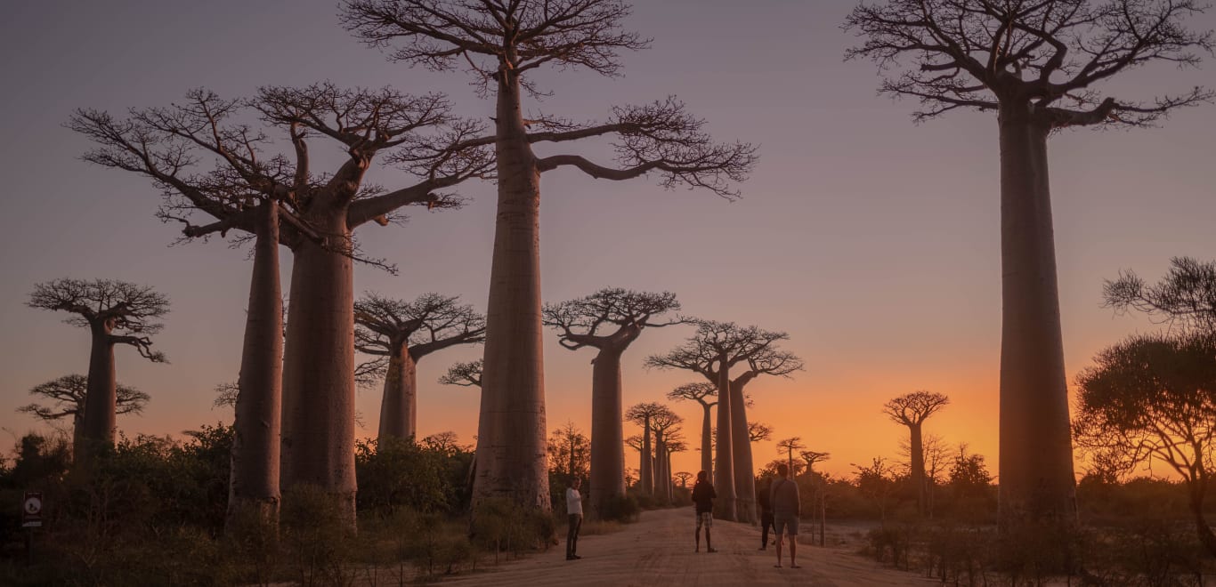 Baobabs in Madagascar