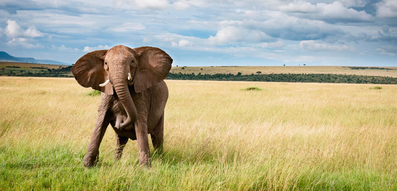 Elephant in Masai Mara National Reserve, Kenya