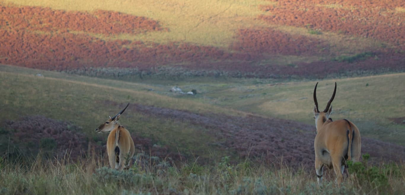 Impala in Nyika national park, in Malawai