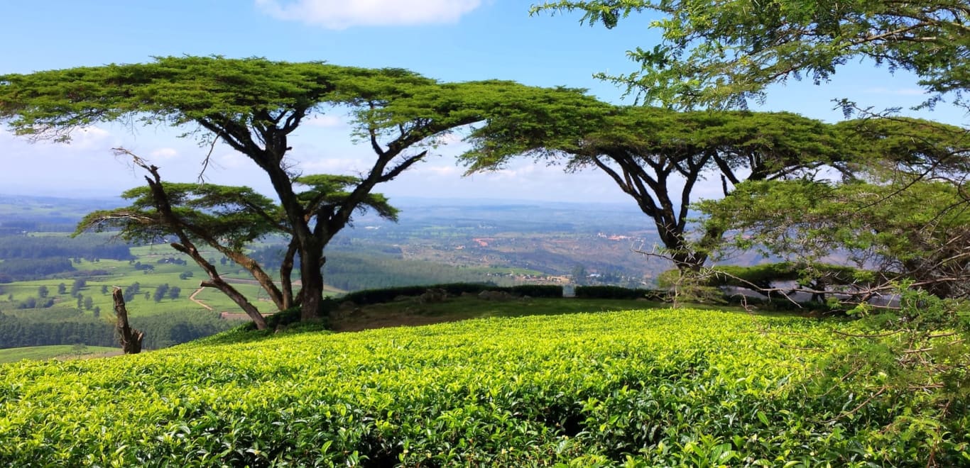  Acacia Abyssinica trees, Tea Plantation, Malawi, Africa