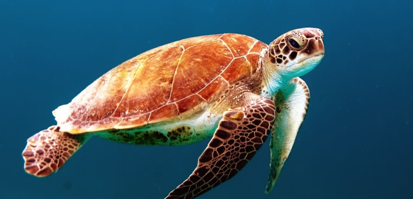 Turtle in Cape Verde