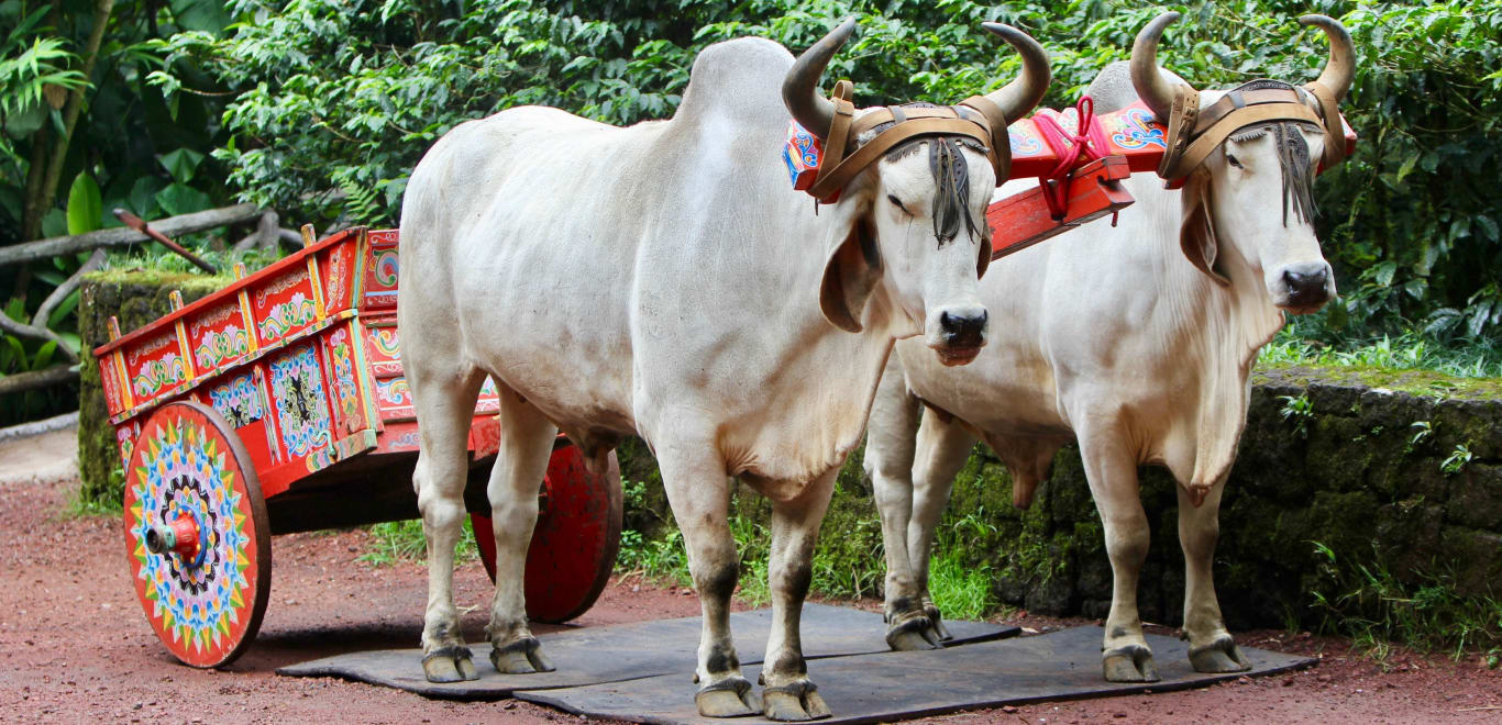 Oxen in Costa Rica