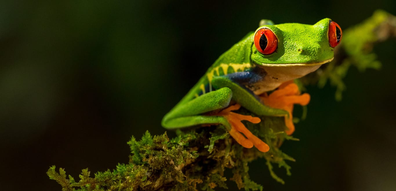 Tree Frog in Costa Rica