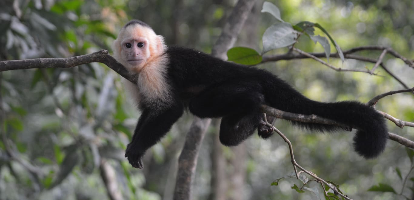 Capuchin monkey in Costa Rica