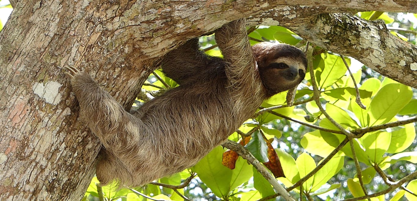 Sloths in the wild, Costa Rica