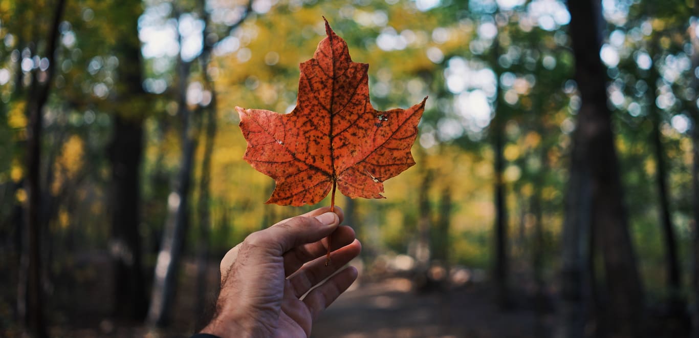 Maple leaf in Canada