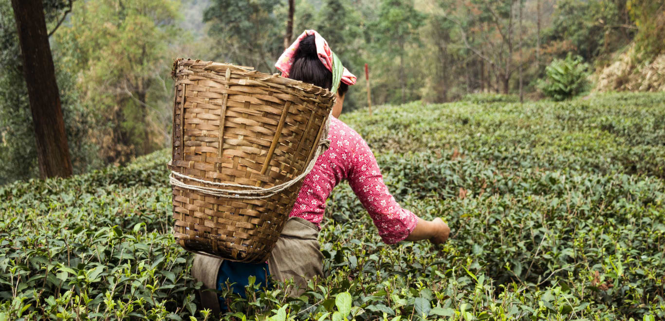 Woman picking tea in Darjeeling, India