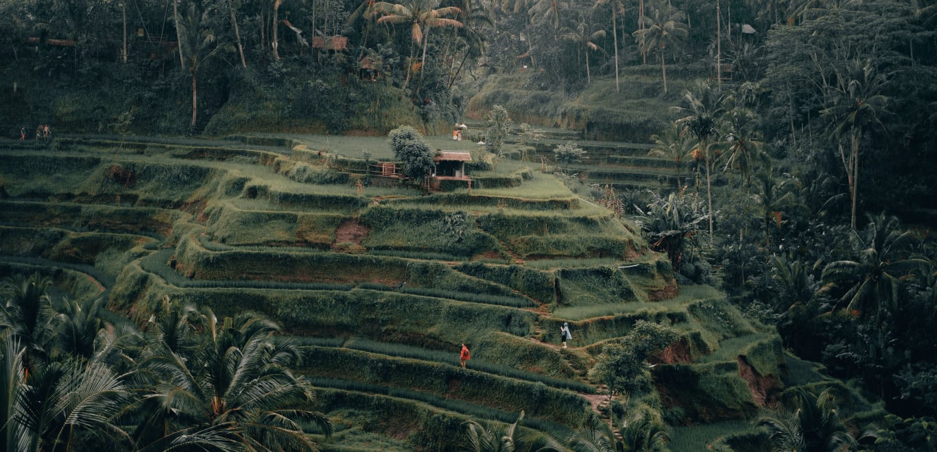 Tegalalang Rice Terrace, Ubud, Bali