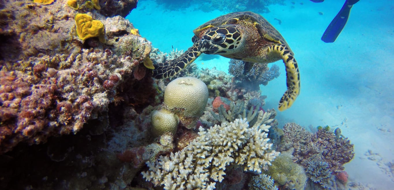 Turtle with coral in Bali