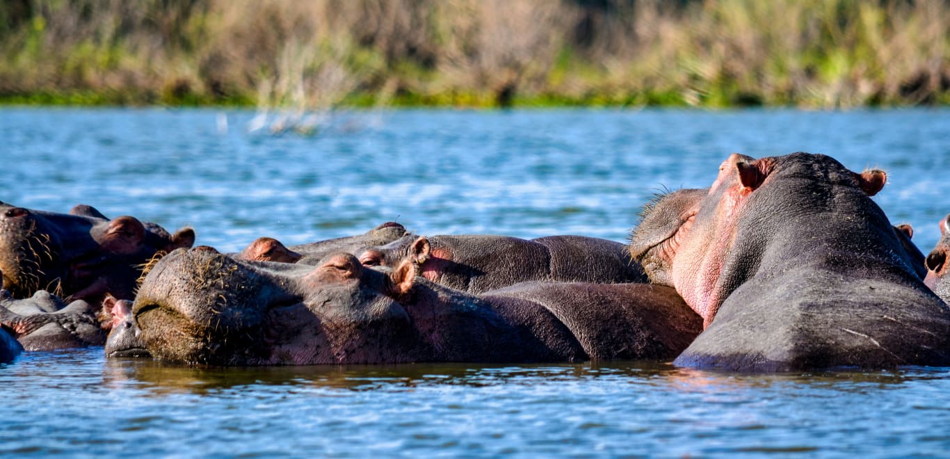 Hippos in Nakuru, Kenya