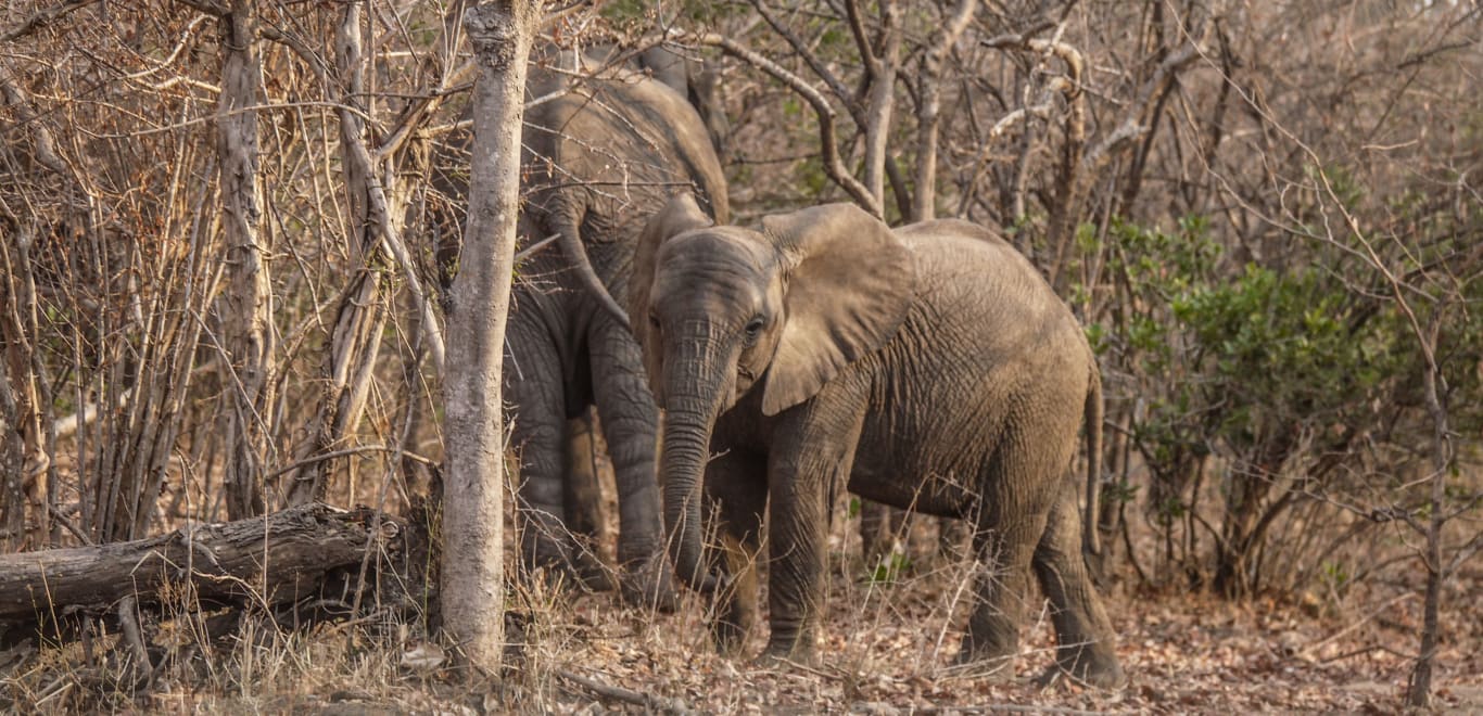 Elephants in Liwonde National Park, Malawi