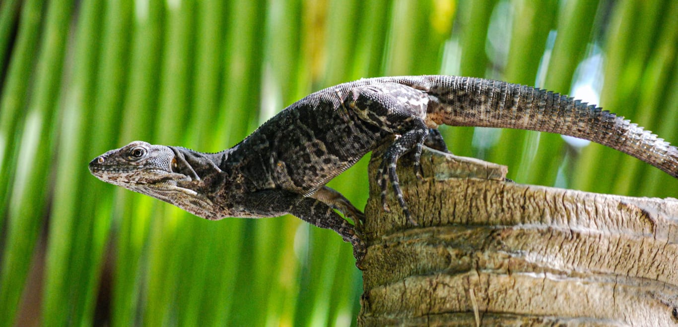 Lizard in Yucatan, Mexico