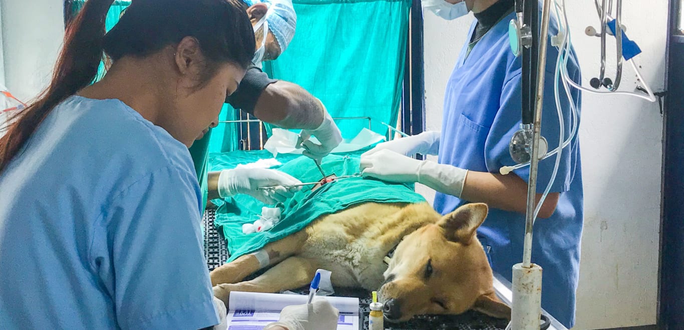 Dog Clinic in Nepal