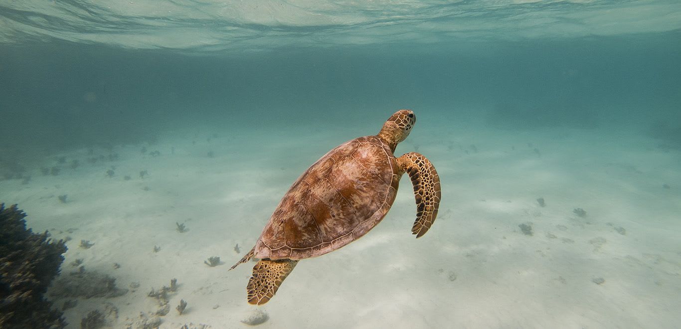 A brown sea turtle on a dive in Vanuatu