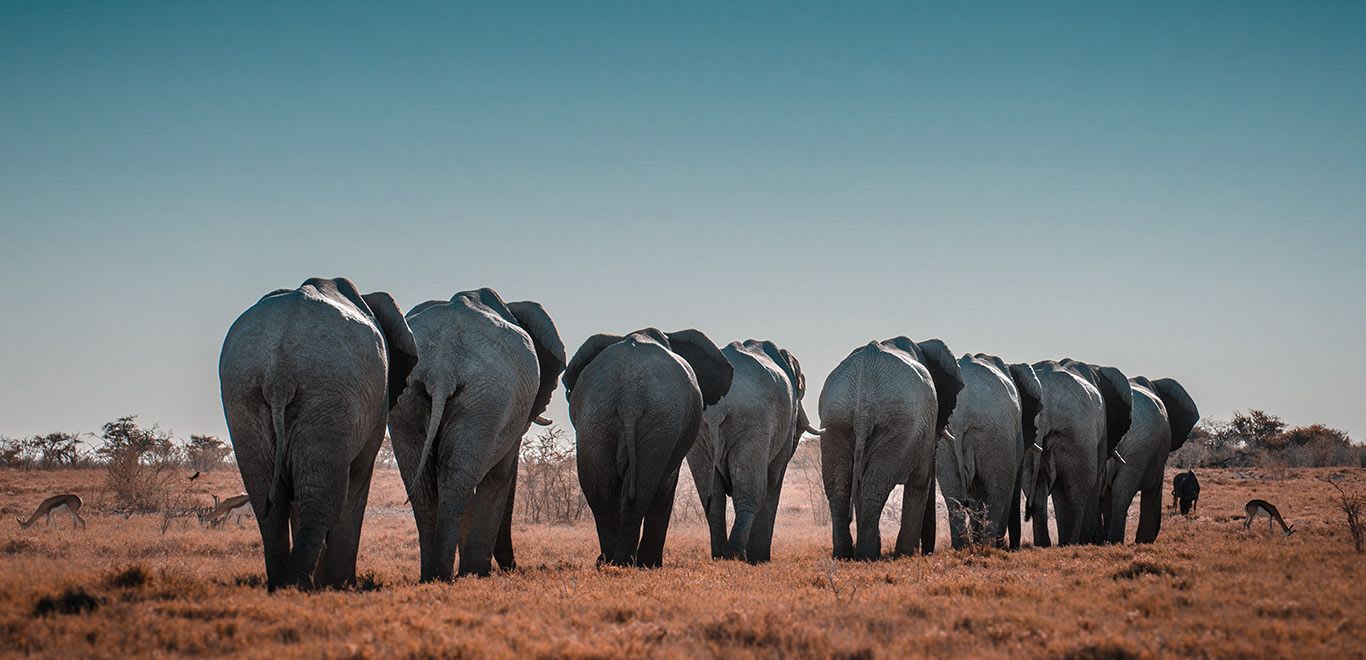 Elephants in Etosha National Park - Namibia