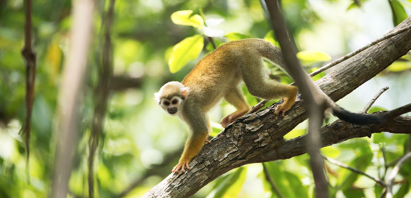 Monkey in the Jungle of Suriname