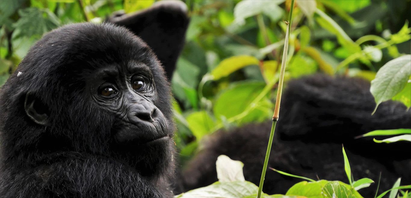 Gorilla in Impenetrable Forest - Uganda