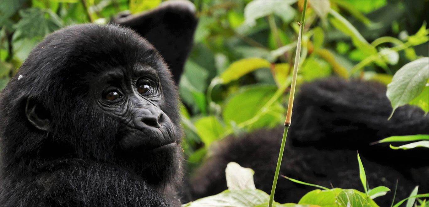 Gorilla in Impenetrable Forest - Uganda