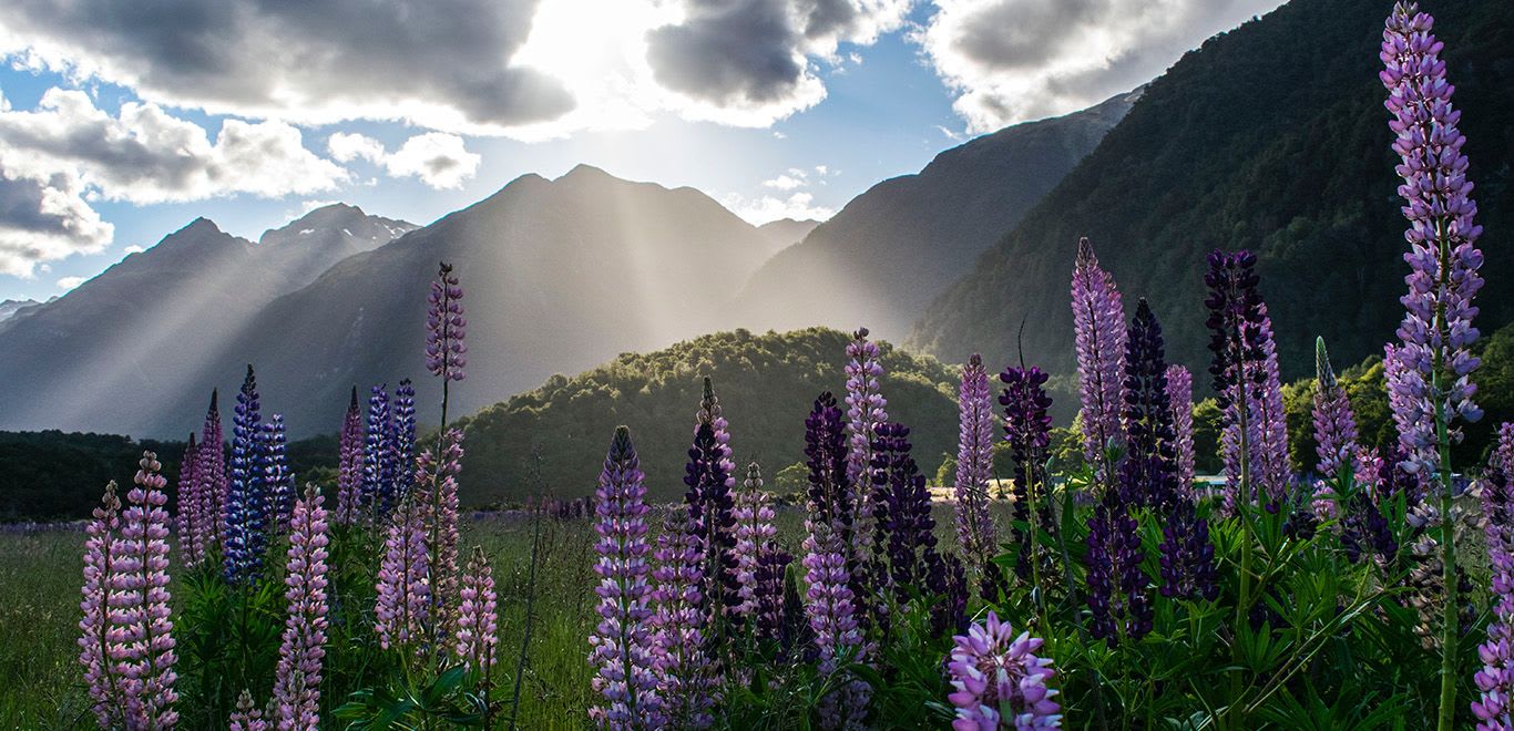 Lupines in Milford Sound, New Zealand