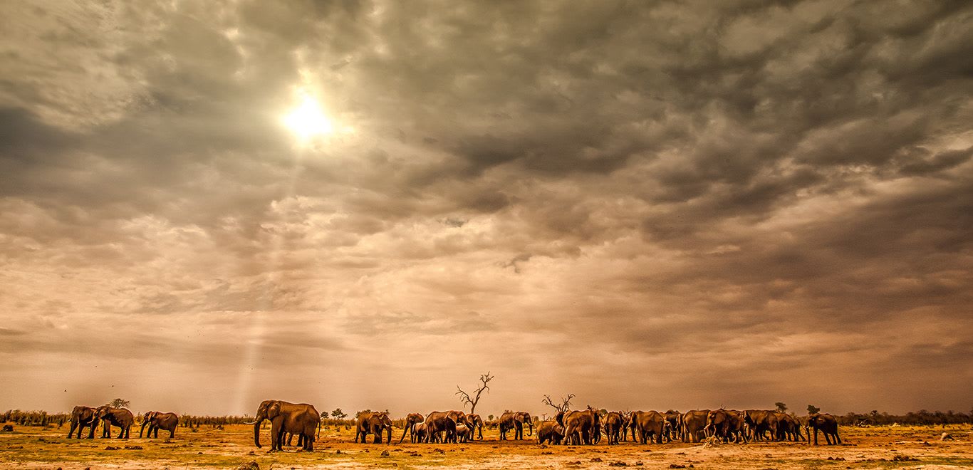 Elephants in Botswana