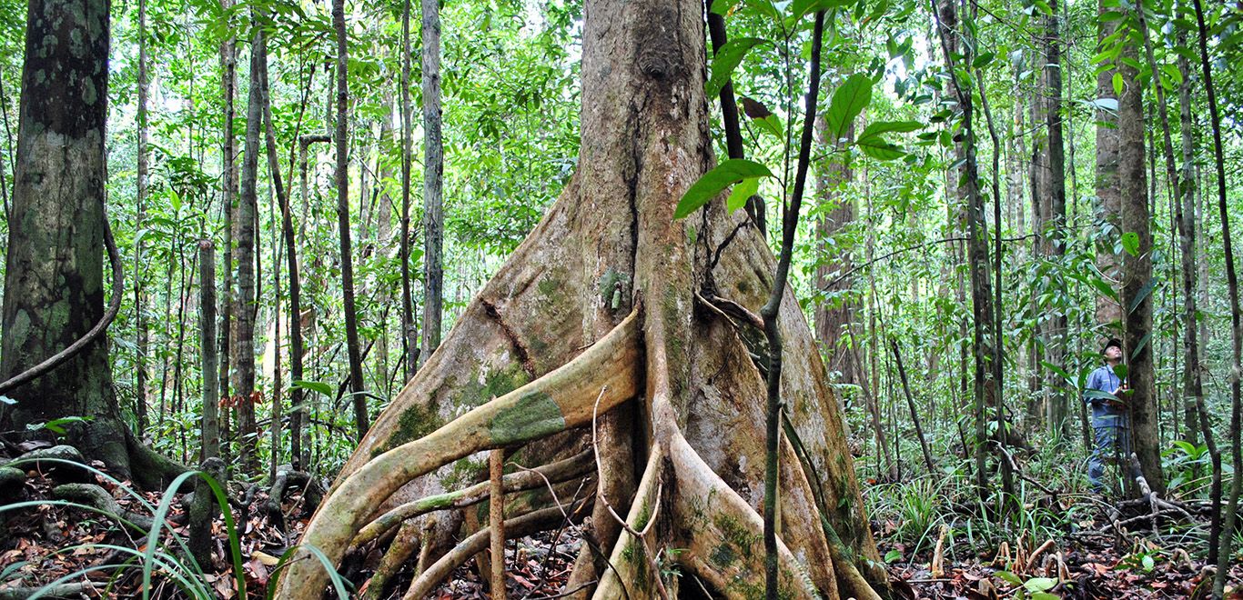 Peat swamp forest in Brunei Darussalam