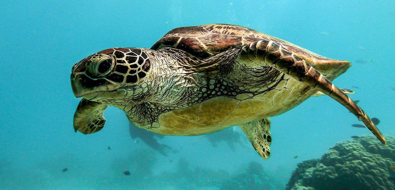 Turtle in Cape Verde